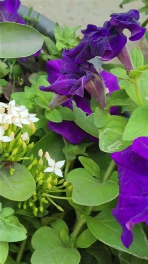 The Most prettiest Garden and flowers in March 2026#reuseofplasticcontainers