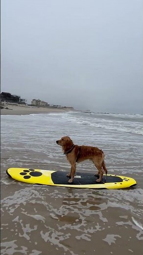 Dog Rides the Waves on a Surfboard Adventure