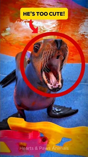 This Little Sea Lion's Happy Waddle is the Purest Thing on the Internet Today!