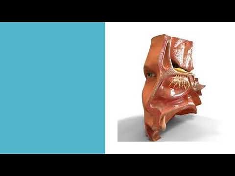 Development of nasal cavity