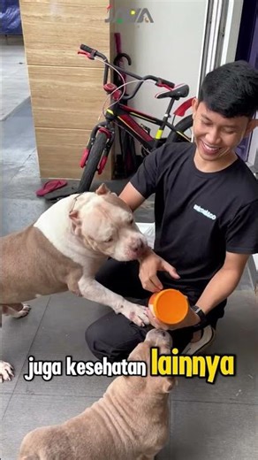 Pelihara doggy itu bukan cuma soal kasih makan biar kenyang✨ Mulai dari makanan yang tepat & vitamin