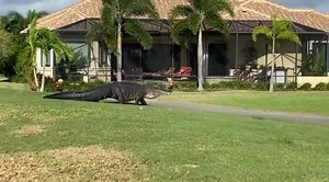 32K views · 231 reactions | COMING THROUGH!  This roughly 10-foot gator held up play at a South Florida golf course as he strolled across the 9th hole. MORE: https://bit.ly/3mzjgD9 : Nicole Latner | 10 Tampa Bay | Facebook