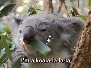 考拉歌 Koala Lalala-Pinkfong