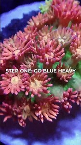 How to Set Reef Light Schedule for Best Coral Color