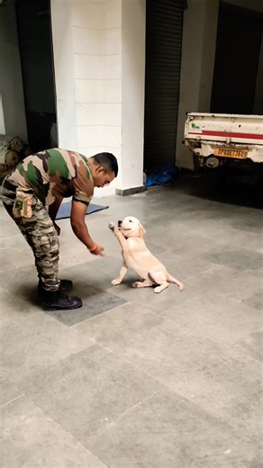 Commando Dog Training on Instagram: "Cute Labrador retriever Training #labrador #labradorretriever #labradorpuppy #dog #puppies #dogstagram #love #canecorso #dogsofinstagram #dogtraining #dogtrainer #dogtrainingtips #dogtreats topfans"