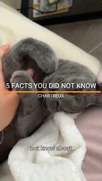 FACTS YOU DID NOT KNOW ABOUT THE CHARTREUX CAT. #chartreux #catlovers #catbreed