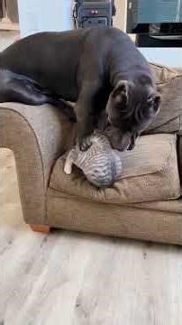 Bossy Cats Slapping Dogs Compilation