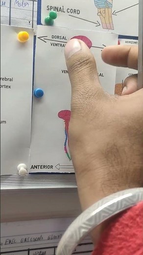 Dorsal vs Ventral and Anterior vs Posterior. Brain Anatomy explained