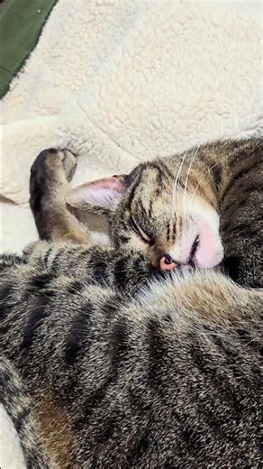 snaggle tooth dreamer.