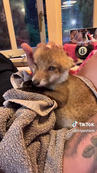 Baby fox cub. 😍😍😍 #fox #foxes #foxcub #foxcubs #babyfox #cub #cubs #animal #animals #babyanimal #babyanimals #cute #cuteanimal #cuteanimals #animalrescue #animalsanctuary