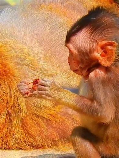 Awesome#lovebabies#Cute# niceshortvideo 30
