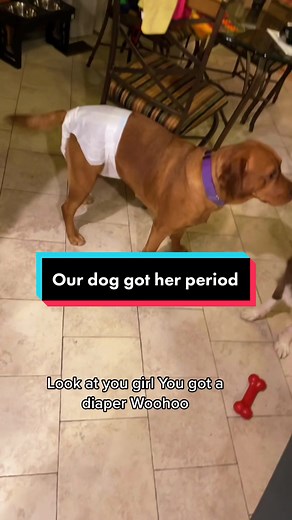 Do Dogs Get Periods? Understanding Canine Menstruation
