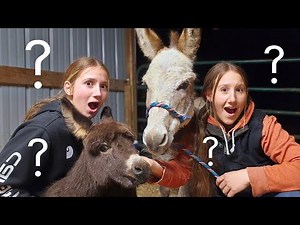 5 Hour Road Trip • Farm Sisters are Finally Getting Donkeys!? 🫏