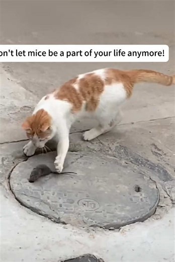 Effective Rodent Repellent Solutions