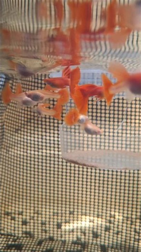 🫰Albino full red guppy-underwater view🤩🤩 #guppy #guppyfish #guppies #fishkeepinghobby