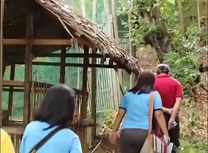 637 reactions · 1K shares | The Central Philippine University Research Station for Native Chickens featured over PTV 4.... | Philippine Native Chicken | Facebook