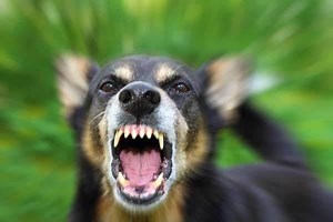 Ferocious Dog - Alchetron, The Free Social Encyclopedia