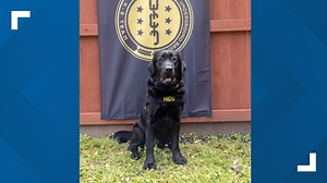 Hidu the electronic-sniffing dog helps in pedophilia arrest in Mexico