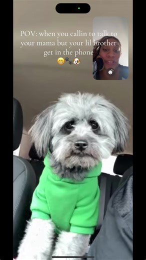 Dog lovers #dogsoftiktok #doglover #dogmom #petsoftiktok #fyp #foryoupage #fypviral #viral #dogcontent #dogsarefamilytoo💕 #algorithm #creatorsearchinsights