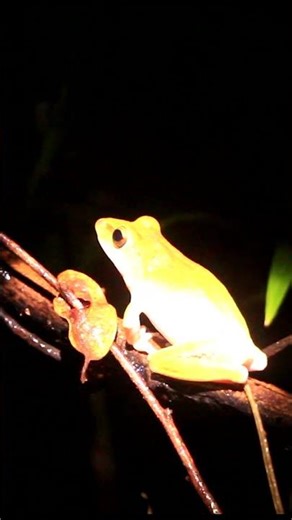 Amazing frog sounds #frog #nature #animals #shorts