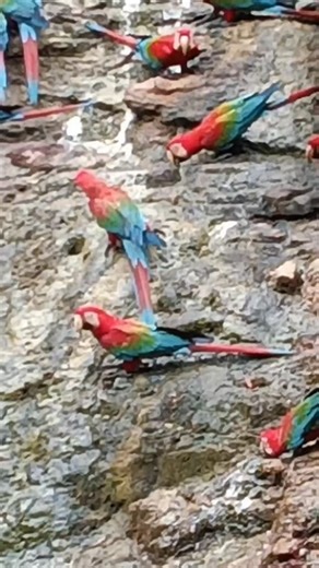 Amazonfishing on Instagram: "Today we take a closer look at the macaws feeding on the clay lick 🦜💚 A vital ritual for their health and balance in the wild. Did you know they eat clay? 🤔 #Macaws #AmazonRainforest #WildNature #PeruWildlife #birdwatching"