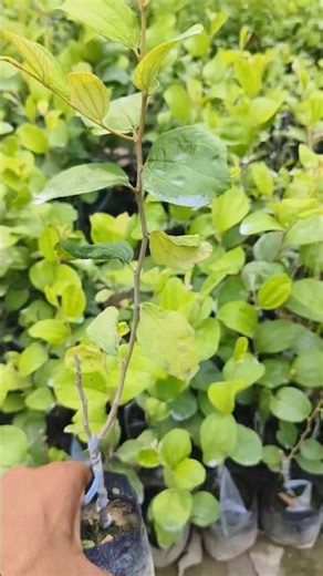 alien 16 Apple Ber plant available contact me 7001797354