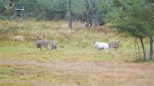 The Animal Arms Race: How Horns Broke the Evolutionary Meta