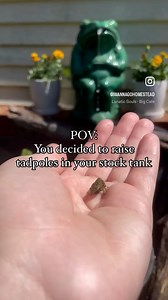 5.7K views · 82 reactions | I decided to make a tadpole paradise in...
