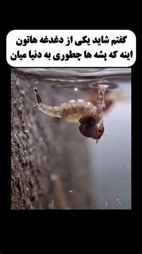 😂#موزیک#تصويري#ترند#آهنگ#جديد#music#song#shorts#short#love#viral#trending#funny#video#art#new#reels