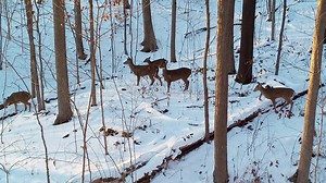 'Smoke pole' deer season soon begins across Pennsylvania