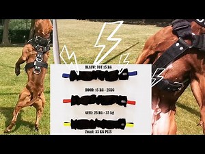 Comment utiliser le Spring Pole [ SpringPole / Chiens de Sport / Toutes races ]