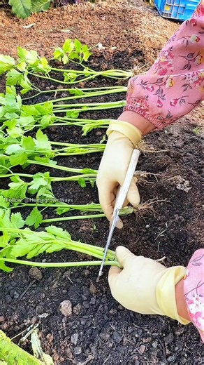 Tip for growing parsley #garden #roomtogrow #gardening #growathome