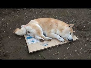 【柴犬】段ボール捨てたかったけど諦めました。#柴犬