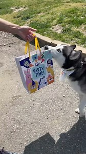 33K views · 928 reactions | dog gets a GIFT FOR HIS BIRTHDAY! #exciteddog #cutedog #husky #huskylove #doglife | The Husky Moon | Facebook