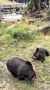 Meet Grinder & Coola: Grouse Mountain’s Iconic Grizzly Brothers 🐻 #shorts #grizzlies #vancouver