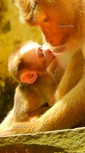 Poor little newborn baby Leo not full, Libby less milk! baby try drag mommy so longer! | Good Or Bad