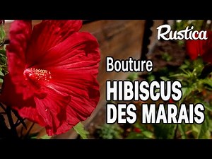 Propagating hibiscus cuttings