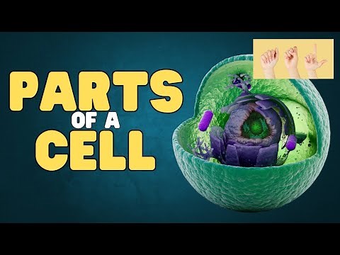 ASL Parts of a Cell