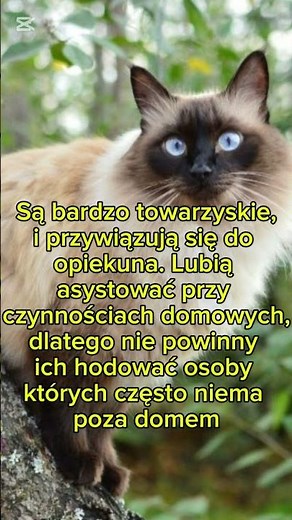 Odc 16. Rasy kotów, kot Syjamski #catshorts #cat #cats #cute #animals #siamesecat#siamse