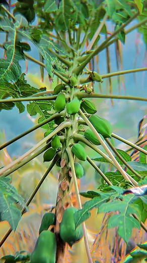 Infinix GT 20 Pro Camera Test and Review