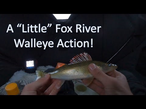 Ice Fishing Walleyes on the Fox River 1-11-26 #walleye #icefishing #foxriver #jigging