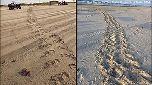 How to spot sea turtle tracks on Texas beaches