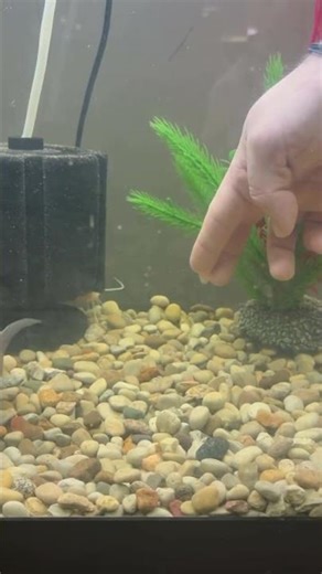 Hand feeding the fish