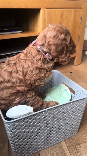 Day 3 of Lola and her personality is definitely starting to shine through 🤣🤣 #cockapoo #fyp #dogs #dogsoftiktokviral🐶🦮 #viral