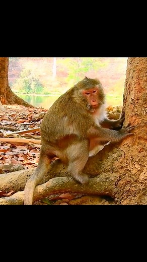 234K views · 1.8K reactions | Giving birth mom!! #monkey #monkeylove ##animal | Monkey Time | Facebook