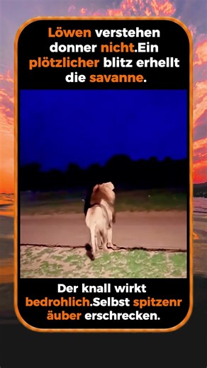 Der Moment Wenn Blitz Löwen Erschreckt