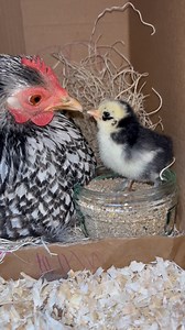Breakfast time The chick will live off its yolk sac for 24 hours but then @marriagesfeed chick crumbs should be introduced. Crumb should be fed for the first five weeks as the high protein content, which will help to establish a strong frame and ensure good early growth. The baby will then go onto growers pellets #food #feed #healthy #foodlover #foodie #eat #chicks #babychickensofinstagram #ilovemychickens #pet #chickens #fluffy #babychicks #hatchingchicks #chickensaspets #cute #petchickens #chi