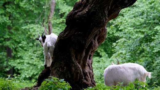 Goat, White, Cub. Free Stock Video
