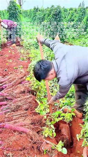 삽 한 자루로 캐내는 풍성한 고구마 수확 현장 #worker #process #harvest #sweetpotato #farming