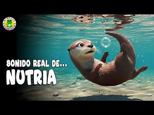 🦦 SONIDO DE NUTRIA PARA NIÑOS | Escucha y Aprende los Sonidos de Animales 🎧